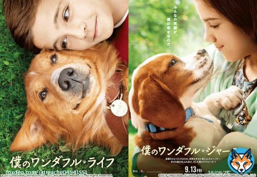 僕のワンダフル･ジャーニーの前作､僕のワンダフル･ライフも感動するんだよなぁ〜  #金曜ロードショー #僕のワンダフルジャーニー