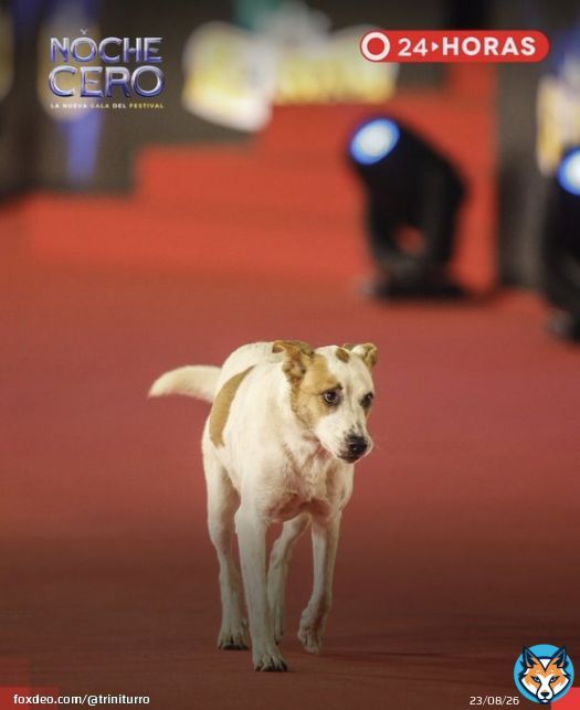 Lo mejor y m&aacute;s lindo de la alfombra roja en la Noche Cero. #FestivalDeVi&ntilde;a2023 #FestivalDeVina #NocheCero  #festivaldevi&ntilde;a #AlfombraRoja