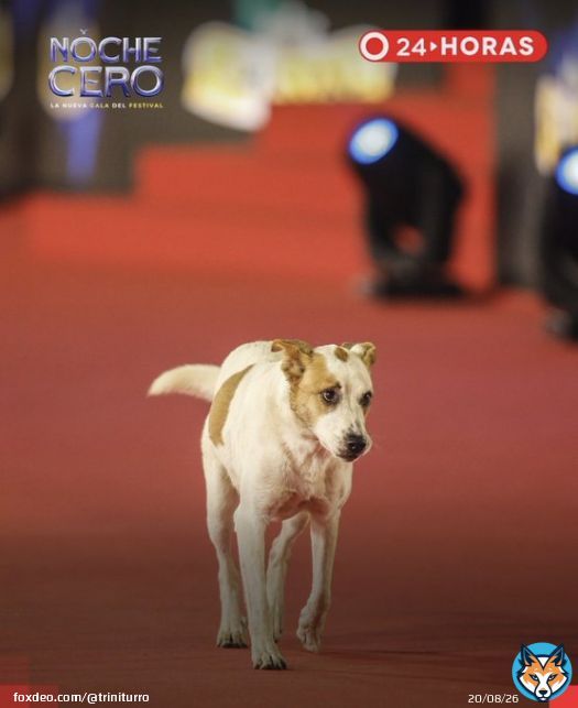 Lo mejor y m&aacute;s lindo de la alfombra roja en la Noche Cero. #FestivalDeVi&ntilde;a2023 #FestivalDeVina #NocheCero  #festivaldevi&ntilde;a #AlfombraRoja
