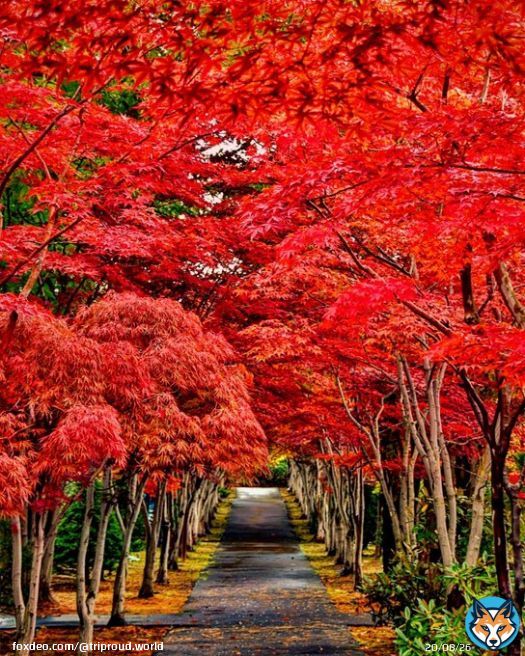 北海道札幌『平岡樹芸センター』 感動の紅葉並木  基本1人で旅したい派