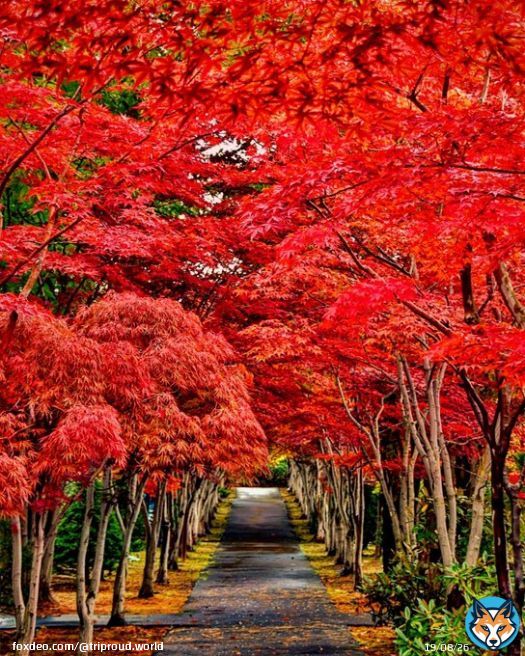 北海道札幌『平岡樹芸センター』 感動の紅葉並木  基本1人で旅したい派