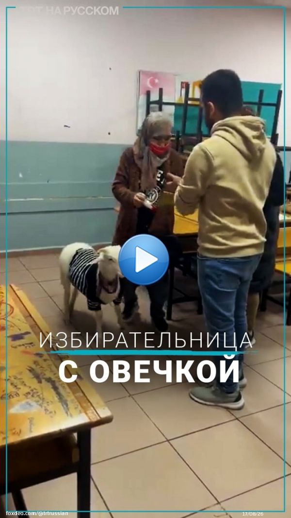 Овечка была замечена на избирательном участке в Стамбуле. Как выяснилось, она пришла вслед за своей владелицей.  #ВыборыВТурции #Стамбул #овечка