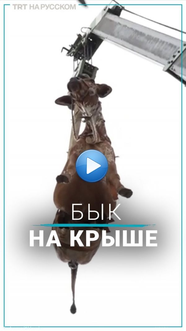 В Карачи накануне Курбан-Байрама краном спускают с крыш коров и быков. Дело в том, что в Пакистане жители многоэтажных домов часто выращивают животных на последнем этаже. А когда животное вырастает, его спускают при помощи крана.  #карачи #курбанбайрам