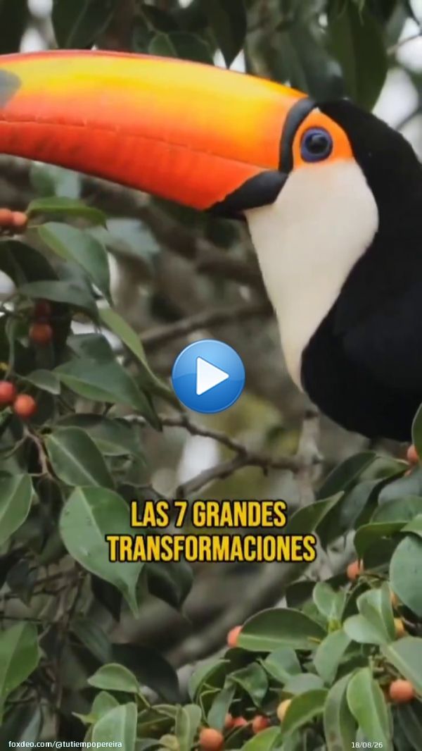 Ayer, mientras desde el Norte nos agredían de nuevo y los fascistas se reían y celebraban en X sus nuevos planes de violencia y castigo colectivo, se realizó uno de los actos más bonitos en lo que va de año: el lanzamiento de la 6ta Transformación dentro del Plan de las 7T,Show more