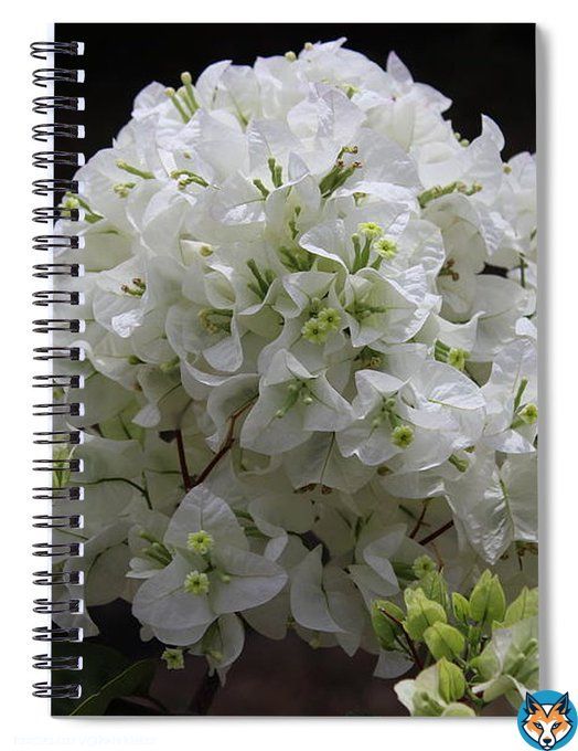 Spiral-bound Notebooks. Get here:   #photography #NaturePhotography #photographylovers #journals #journaling #GardeningTwitter #FlowerHunting #bougainvillea #flowers #floral #squirrels #writers #AYearforArt #SpringintoArt #ThePhotoHour #nationalgeographic