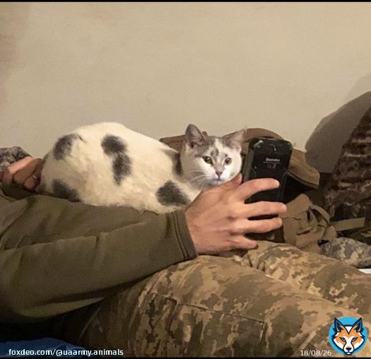 Good night  #Ukraine #UkraineRussiaWar #UkraineWar #Leopard #CatsOfTwitter #CatsOnTwitter #RussiaisATerroistState #UkraineWarNews #UAarmy #ukrainecounteroffensive #Zelensky #UkraineRussiaWar️