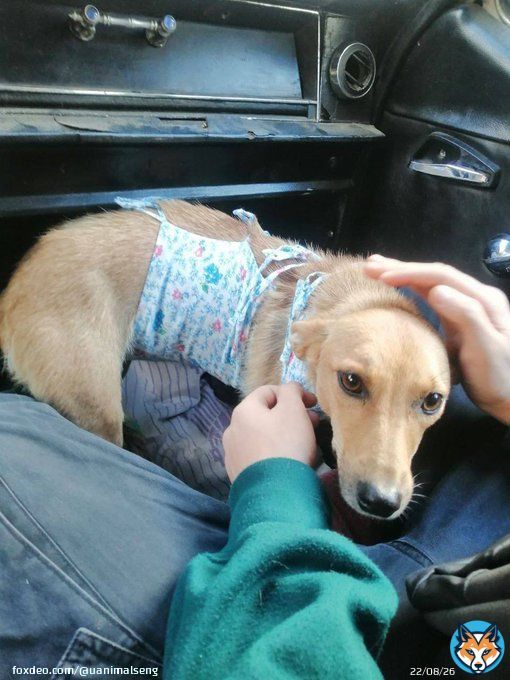 Day 367th of the war: we helped dogs with disabilities from Kryvyi Rih, animals which were rescued from the war from Myrhorod, animals from the shelter 'Sonechko' in Mykolaiv region, homeless animals from Vilnyansk Zaporizhzhia region, and injured bibirds from Lviv region.