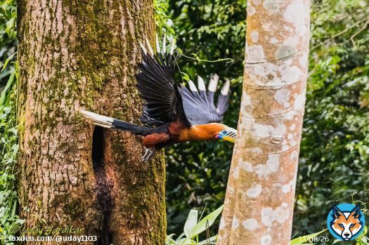 Rufous-headed hornbill male flying away after feeding the chicks   Latpanchar, near Darjeeling   #BBCWildlifePOTD #ThePhotoHour  #IndiAves #nikonphotography #natgeoindia #Darjeeling #India @NikonIndia #mahananda #WestBengal #india
