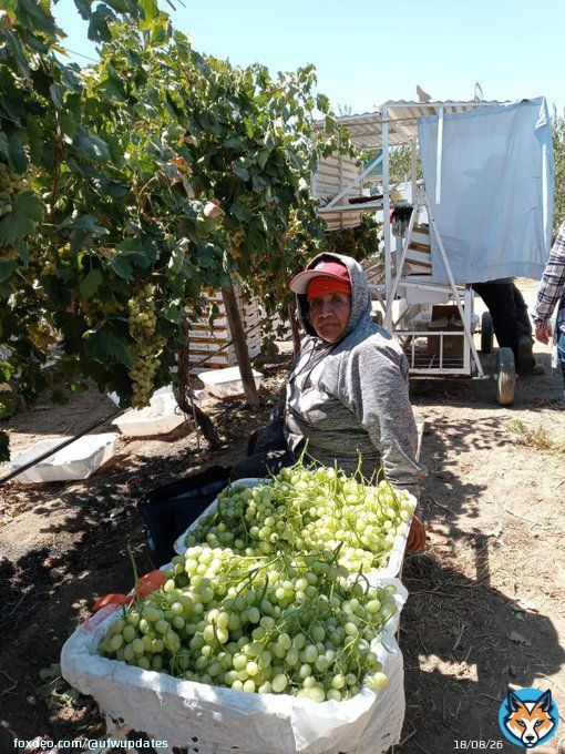 While many enjoyed a day off for #LaborDay, most farm workers don't. Diana sent us this photo of her mom, 60 year old Antonia, who was hard was hard at works in Delano's grapes yesterday. The high reached 106&deg;. #WeFeedYou #Calor&nbsp;#AB2183