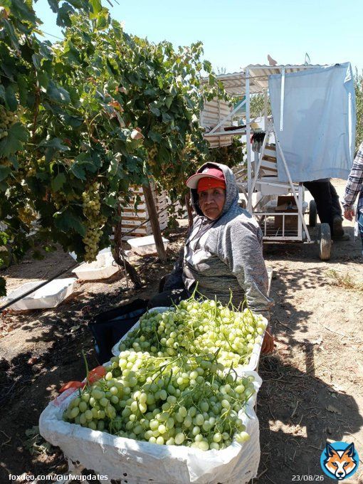 While many enjoyed a day off for #LaborDay, most farm workers don't. Diana sent us this photo of her mom, 60 year old Antonia, who was hard was hard at works in Delano's grapes yesterday. The high reached 106&deg;. #WeFeedYou #Calor&nbsp;#AB2183