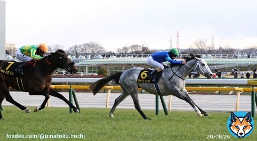 #東京競馬 10Rの #クロッカスステークス は、#HavanaGrey 産駒の #ヤクシマ が勝利。直線で抜け出しました。  \u25bcレース結果   #競馬 #競馬予想 #競馬好きと繋がりたい #POG #スポーツ報知 #馬トク 撮影・荒牧　徹