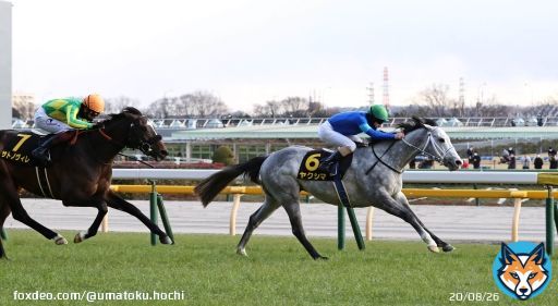 #東京競馬 10Rの #クロッカスステークス は、#HavanaGrey 産駒の #ヤクシマ が勝利。直線で抜け出しました。  \u25bcレース結果   #競馬 #競馬予想 #競馬好きと繋がりたい #POG #スポーツ報知 #馬トク 撮影・荒牧　徹