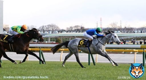 #東京競馬 10Rの #クロッカスステークス は、#HavanaGrey 産駒の #ヤクシマ が勝利。直線で抜け出しました。  \u25bcレース結果   #競馬 #競馬予想 #競馬好きと繋がりたい #POG #スポーツ報知 #馬トク 撮影・荒牧　徹