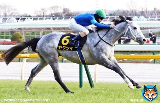 【 #クロッカスＳ 】3番人気ヤクシマがオープン初勝利　ルメール騎手はこの日5勝目と絶好調  #競馬 #keiba #スポーツ報知