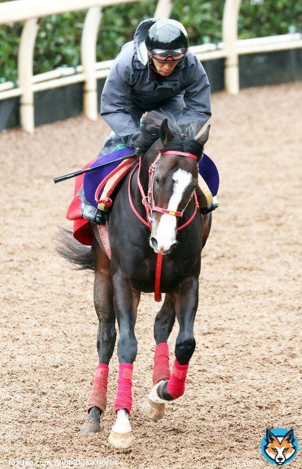 【 #サウジカップデー 】京王杯2歳Ｓ2着馬フロムダスクがサウジダービーの招待を受諾　  #競馬 #keiba #スポーツ報知