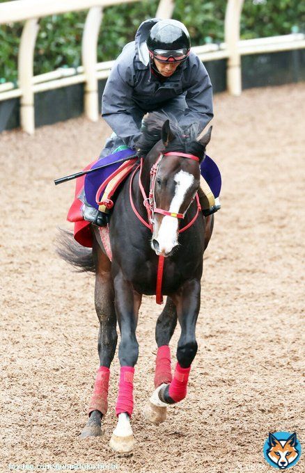 【 #サウジカップデー 】京王杯2歳Ｓ2着馬フロムダスクがサウジダービーの招待を受諾　  #競馬 #keiba #スポーツ報知