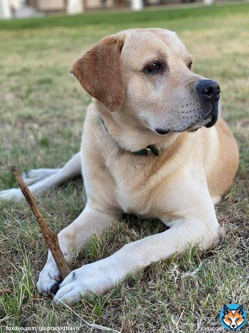 Long live #BubbaMurdaugh the Labrador retriever who brought down a southern dynasty.