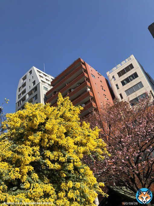 おはようございます 3.8 水曜日！ 今年1番の暖かさになる様です。 朝と日中の気温差、花粉に気を付けましょう！ 今日もよろしくお願いします  #TLを花でいっぱいにしよう #ミモザの日 #国際女性デー #蔵前神社