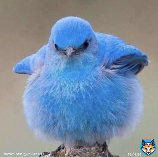 #Twitterbird #itsnottoolate Bring back the bird. Who wants to go back?