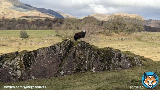 Never seen so many #Herdwick  in the #LakeDistrict