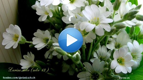 С праздником 8 Марта, дорогие наши женщины..  с помощью @YouTube  #8Марта, #8_Марта, #открытки, #красота, #позитив, #прелесть, #восьмое_марта, #ВосьмоеМарта, #праздник, #радость, #поздравления, #девушкам, #счастья, #нежность