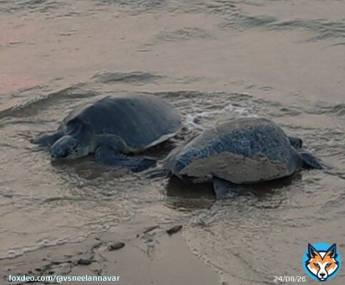 'Tu chal mai aayi' ....   Mass nesting of Olive Ridley Turtle,  Rishikulya, Odisha Over 5.5 lakh female turtles lay eggs in 4 days.