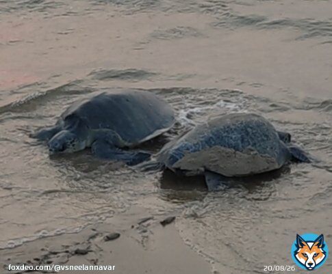 'Tu chal mai aayi' ....   Mass nesting of Olive Ridley Turtle,  Rishikulya, Odisha Over 5.5 lakh female turtles lay eggs in 4 days.