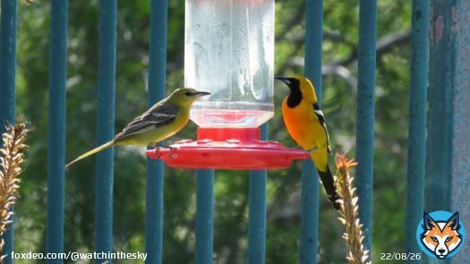 Mr and Ms Hooded orioles (2 of 5 this morning) at the sugar bar.  And first sighting of a Black-headed grosbeak this year! I thought I heard one earlier - or was it a mockingbird?  Nice to see more Spring birds coming in   SoCal