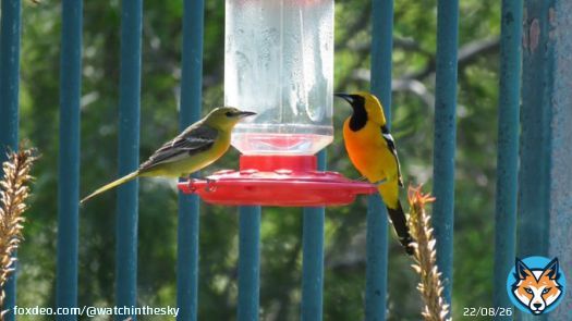 Mr and Ms Hooded orioles (2 of 5 this morning) at the sugar bar.  And first sighting of a Black-headed grosbeak this year! I thought I heard one earlier - or was it a mockingbird?  Nice to see more Spring birds coming in   SoCal