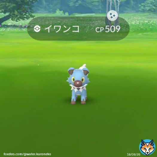 レイドからイワンコの色違い2匹目ゲット 今後ルガルガン&ldquo;たそがれのすがた&rdquo;が実装されることを見据えて色違いあともう1匹は欲しい  #ポケモンGO  #ポケモンGO色違い  #色違い  #色違いポケモン  #イワンコ