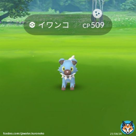 レイドからイワンコの色違い2匹目ゲット 今後ルガルガン&ldquo;たそがれのすがた&rdquo;が実装されることを見据えて色違いあともう1匹は欲しい  #ポケモンGO  #ポケモンGO色違い  #色違い  #色違いポケモン  #イワンコ
