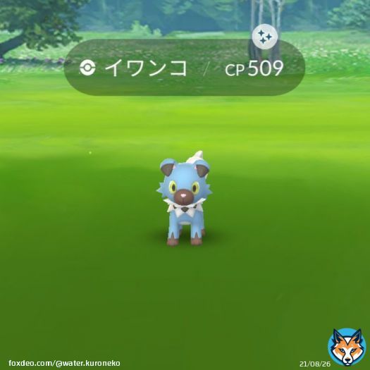 レイドからイワンコの色違い2匹目ゲット 今後ルガルガン&ldquo;たそがれのすがた&rdquo;が実装されることを見据えて色違いあともう1匹は欲しい  #ポケモンGO  #ポケモンGO色違い  #色違い  #色違いポケモン  #イワンコ
