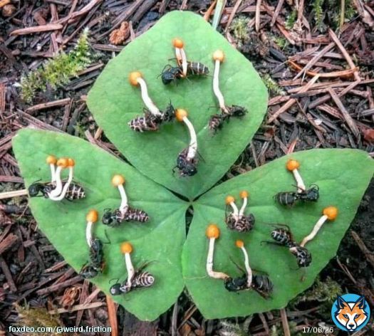 The fungus Ophiocordyceps Unilateralis takes over the mind of an ant, causing it to climb up a branch and cling to the underside of a leaf before mummification. Once locked in place, the fruiting body of the cordyceps sprouts from the ant and eventually releases its spores.