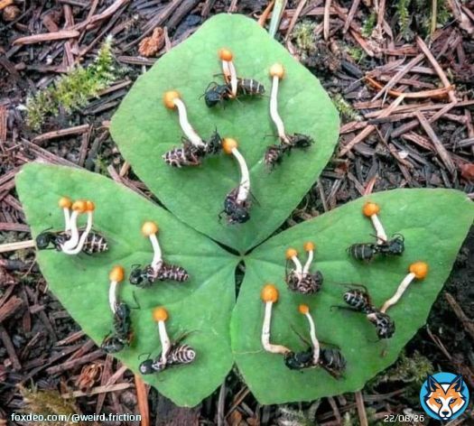The fungus Ophiocordyceps Unilateralis takes over the mind of an ant, causing it to climb up a branch and cling to the underside of a leaf before mummification. Once locked in place, the fruiting body of the cordyceps sprouts from the ant and eventually releases its spores.
