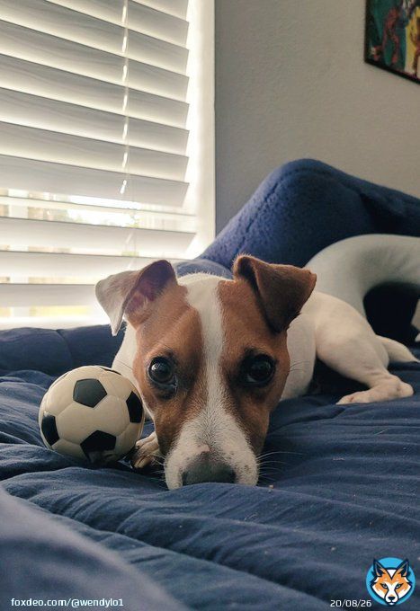 Tuesday  of thoughts #tuesdayvibe #TuesdayFeeling #tuesdaymotivations #jackrussellterrier #zshq #jrt #jackrussellplanet #jackrussellstyle #jackrusselllovers #jackrussellmoments