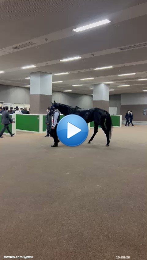 Your 2022 #JapanCup winner!    VELA AZUL    Trained by Kunihiko Watanabe, ridden by Ryan Moore  #ヴェラアズール  #ジャパンカップ0:161,087 views