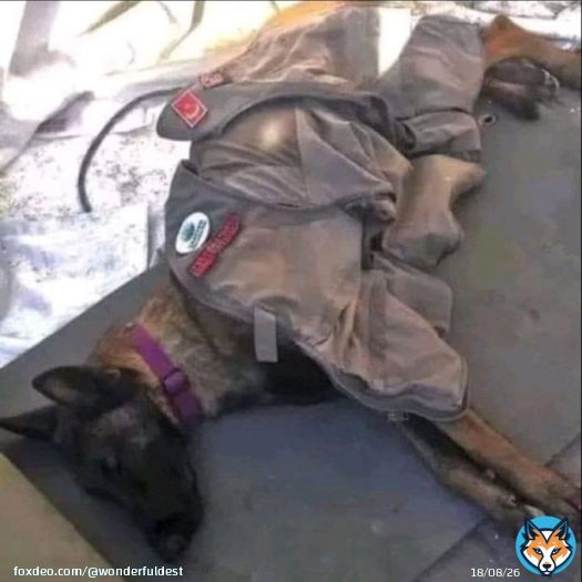 He slept after 56 hours of non-stop search and found 40 people alive under the rubble. This is the Tunisian hero Husky  We pray for the people of Turkey and Syria   for the victims, the injured, and all those affected by the devastating earthquake..