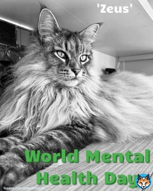 World Mental Health Day 2022   According to a survey by Cats Protection in 2019 over nine out of ten cat owners (93.7%) state that owning a cat helps their mental heath!  #worldmentalhealthday #worldmentalhealthday2022 #mentalhealthawareness #catloveer #catbenefits