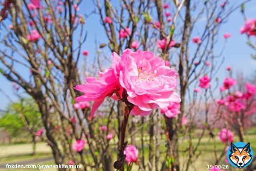 おはようございます！  《2月28日》花粉「極めて多い」予想 関東は最高気温が20℃近くに 花粉が大量に飛ぶ可能性あり！ 桃の花が咲いていました&darr;  埼玉大学と共同で観測【花粉飛散情報】 #花粉症　#花粉　#今日ひどい