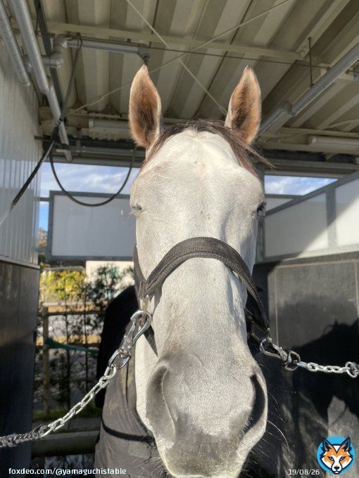 リフレイムやったね  コールドムーンステークス勝利！ 牝馬で古馬の牡馬混合のOP勝ちは価値ある、しかも57キロ  芝ダート両方古馬OP勝ちてのも珍しい ついにJRA 6勝馬 獲得賞金1億突破！  すごいやつだなぁ