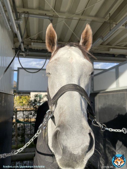 リフレイムやったね  コールドムーンステークス勝利！ 牝馬で古馬の牡馬混合のOP勝ちは価値ある、しかも57キロ  芝ダート両方古馬OP勝ちてのも珍しい ついにJRA 6勝馬 獲得賞金1億突破！  すごいやつだなぁ