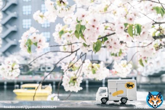 皆さま、こんにちは  昨日の #さくらの日 の投稿へメッセージをくださりありがとうございます  本日は関西から西は最高気温が20度を超えるところもあるみたいですね某湾岸エリアで発見した桜をお届けします 午後も宜しくお願いいたします  #ヤマト運輸 #クロネコヤマト #宅急便