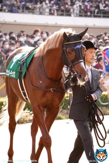 久しぶり\u2764\ufe0f︎  #ヴェローチェオロ #東京競馬場 #ダイヤモンドS