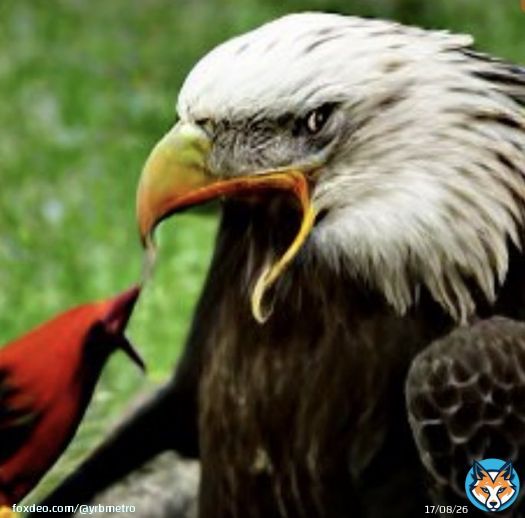 Looked up &ldquo;Eagles vs Cardinals&rdquo; on an AI Image Generator. Make whatever you want out of the result.