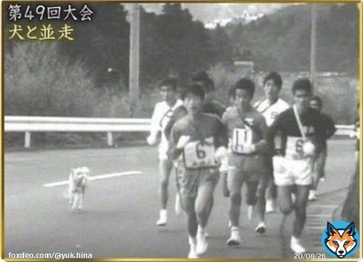 箱根駅伝はやっぱり復路！6区〜10区 (8時スタート)  注目ポイント  1年に15秒しか見られない みんな大好き6区 『犬と並走』  3年ぶり復活なるか 7区・二宮のフリーザー様御一行  襷は繋がるのか 非情の繰り上げスタート 9区・10区　戸塚・鶴見中継所  ゴール前 優勝争い&地獄のシード権争い #箱根駅伝