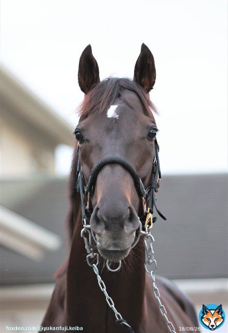 ニッポンの総大将はやっぱりアナタ！ダービー馬 #シャフリヤール が東京2400㍍に登場です!! #夕刊フジ #競馬 #ジャパンカップ #Shahryar