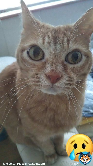 ムツゴロウさん ご冥福をお祈りいたします  動物好きな人も そーじゃない人も 皆知ってたムツゴロウさん。 動物愛に溢れ 王国を作り全ての動物を 溺愛していた。。。悲しいですね。