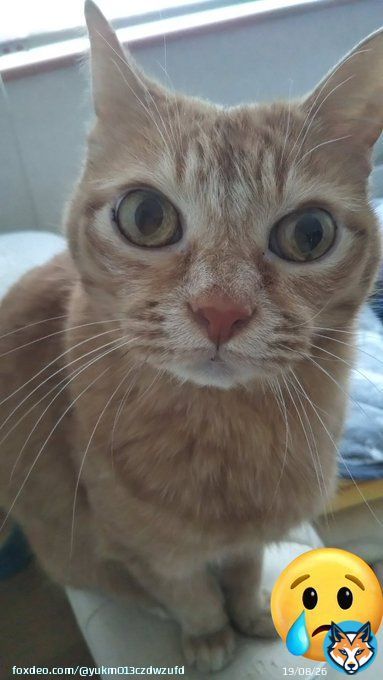 ムツゴロウさん ご冥福をお祈りいたします  動物好きな人も そーじゃない人も 皆知ってたムツゴロウさん。 動物愛に溢れ 王国を作り全ての動物を 溺愛していた。。。悲しいですね。
