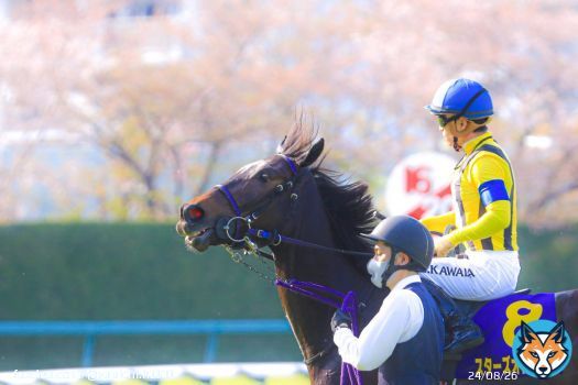 Shooting 2022.4.10  #Starsonearth #スターズオンアース #Oaks #TheOaks #JapaneseOaks #オークス