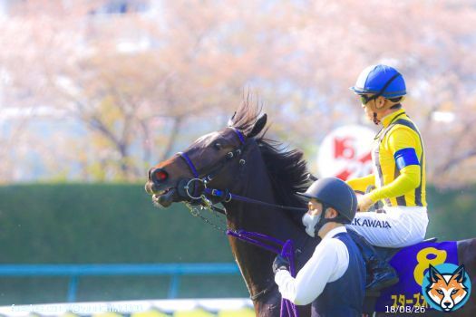 Shooting 2022.4.10  #Starsonearth #スターズオンアース #Oaks #TheOaks #JapaneseOaks #オークス